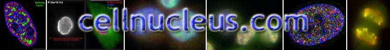 cellnucleus.com
