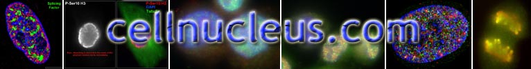 cellnucleus.com