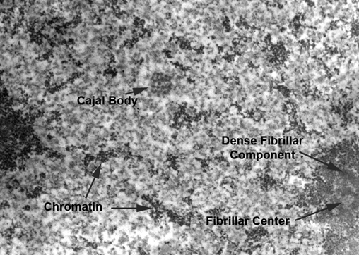 CajalLabelled