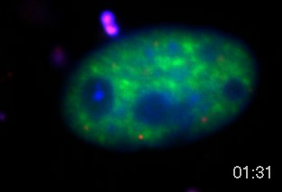 PML Movie 14: A mouse fibroblast cell transfected with PML Dsred (red), ASF-GFP (splicing factor, green) and Hoechst (DNA, blue).