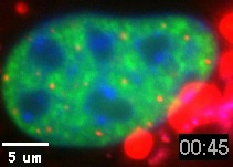 PML Movie 15: A mouse fibroblast cell transfected with PML Dsred (red), ASF-GFP (splicing factor, green) and Hoechst (DNA, blue).