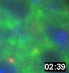 PML Movie 16: A high magnification of a subregion of a mouse fibroblast cell transfected with PML Dsred (red), ASF-GFP (splicing factor, green) and Hoechst (DNA, blue).