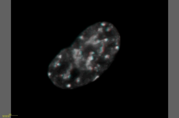 Mitosis Movie 6: Identical to Movie 4. The image is shown as a Red/Green stereo pair and can be viewed in 3-D using 3-D glasses.
