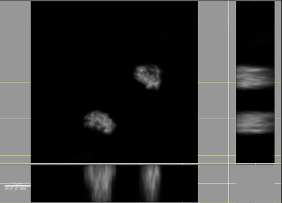 Mitosis Movie 7: The cell in movies 3-6 is shown exiting mitosis