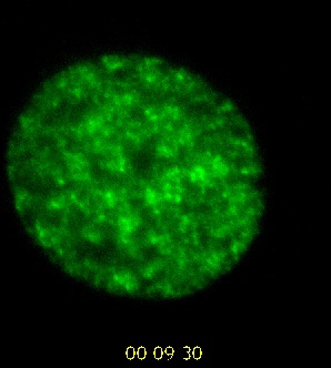 Chromatin Movie 7: A mouse fibroblast cell showing Rhodamine dCTP-labelled replicated euchromatin (green) and DNA (red).