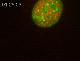 Chromatin Movie 8: A mouse fibroblast cell showing Rhodamine dCTP-labelled replicated euchromatin (red) and DNA (green).