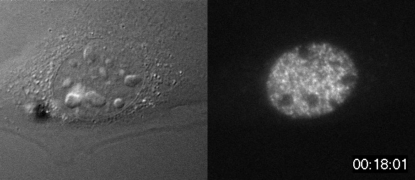 Chromatin Movie 10: A mouse fibroblast cell showing Rhodamine dCTP labelled euchromatin (right) and a DIC image (left)