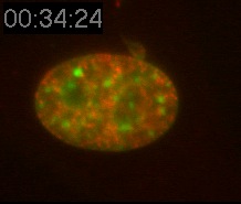 Chromatin Movie 11: A mouse fibroblast cell showing Rhodamine dCTP-labelled replicated euchromatin (red) and DNA (green).
