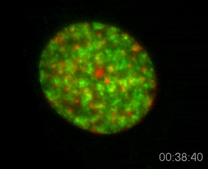 Chromatin Movie 8: Same cell as chromatin movie 8 at a later time point.