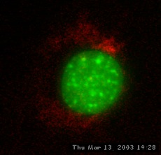 Nanospheres Movie 2: DNA is green, 40 nm spheres are red. 