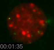 Nanospheres Movie 3: DNA is red, 40 nm spheres are green.