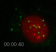 Nanospheres Movie 4: DNA is red, 40 nm spheres are green.