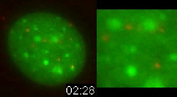 Nanospheres Movie 5: DNA is green, 40 nm spheres are red. 