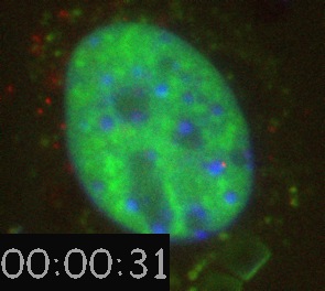 Nanospheres Movie 6: DNA is blue, 40 nm spheres are red, and SC35-GFP is green. 