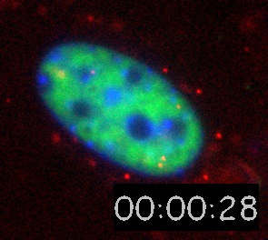 Nanospheres Movie 7: DNA is blue, 40 nm spheres are red, and SC35-GFP is green. 