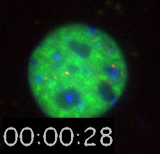 Nanospheres Movie 8: DNA is blue, 40 nm spheres are red, and SC35-GFP is green. 