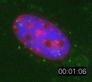 Nanospheres Movie 13: Same as Nanospheres Movie 8 with the colours changed such that the beads are green and the DNA is red. 