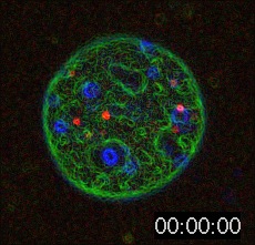 Nanospheres Movie 14: Same as Nanospheres Movie 8 but filtered using an edge filter to define the boundaries of structures. 