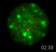 Nanospheres Movie 15: 40 nm spheres are red, DNA is green. 