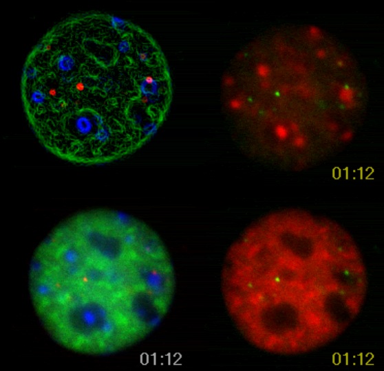 Nanospheres Movie 16: Same as movie 8 and 14.