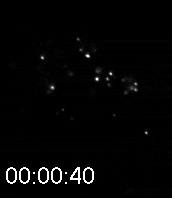 Nanospheres Movie 18: 40 nm spheres.