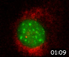 Nanospheres Movie 21: DNA is green, 40 nm spheres is red. The cytoplasmic signal is autofluorescence. 