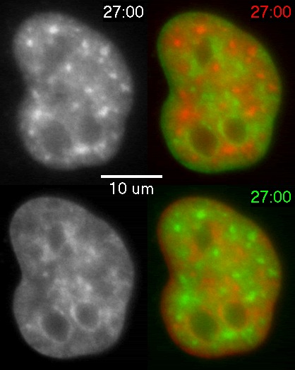 SFC Movie 10: A HeLa cell transfected with SC35-GFP (top left) and stained for DNA (bottom left)