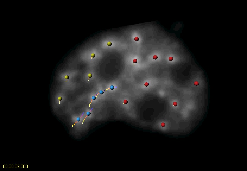 SFC Movie 2: Same as SFC Movie 1 with spots tracking the movement of the splicing factor compartments