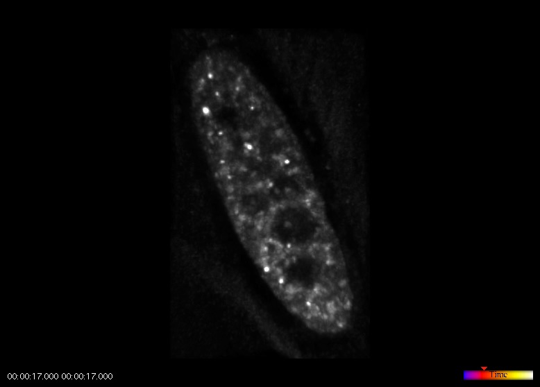 SFC Movie 8: A 3-D projection of a deconvolved data set obtained from HeLa cells transfected with GFP-SRp20. 