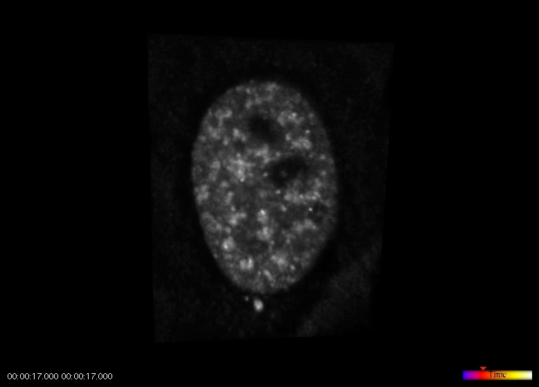 SFC Movie 9: A 3-D projection of a deconvolved data set obtained from HeLa cells transfected with GFP-SRp20. 