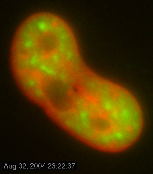 SFC Movie 12: A HeLa cell transfected with SC35-GFP (green) and stained for DNA (red)